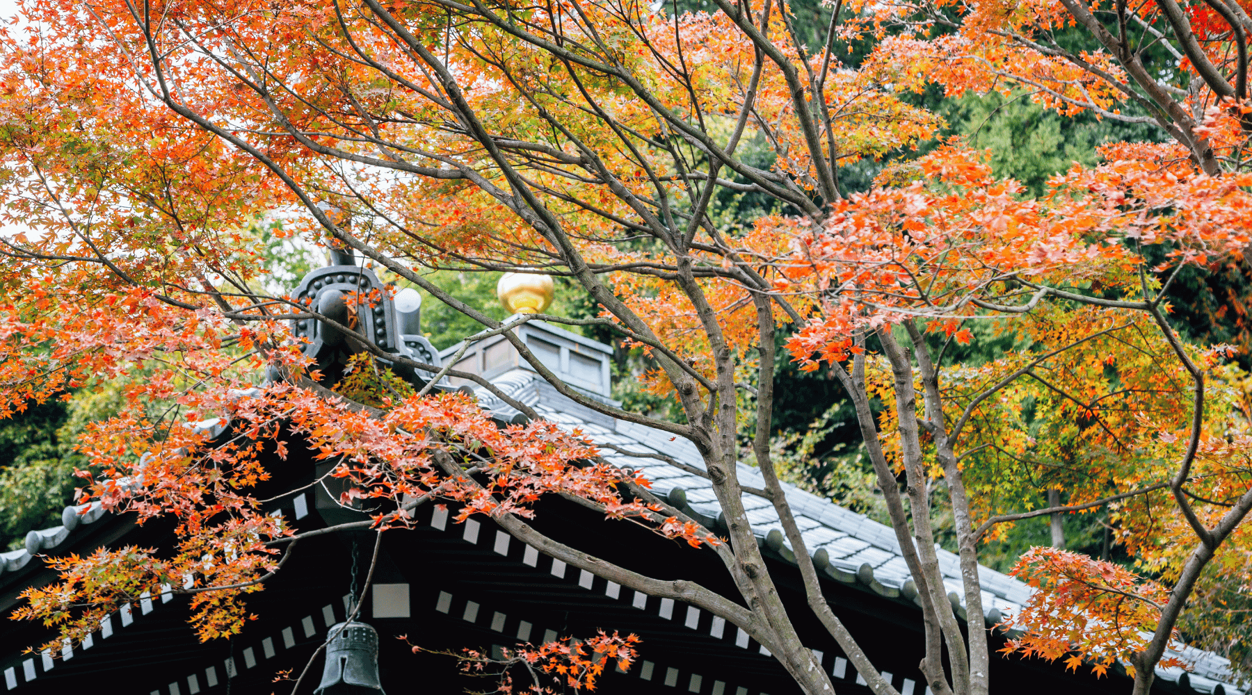 Đền Hasedera (Nara)